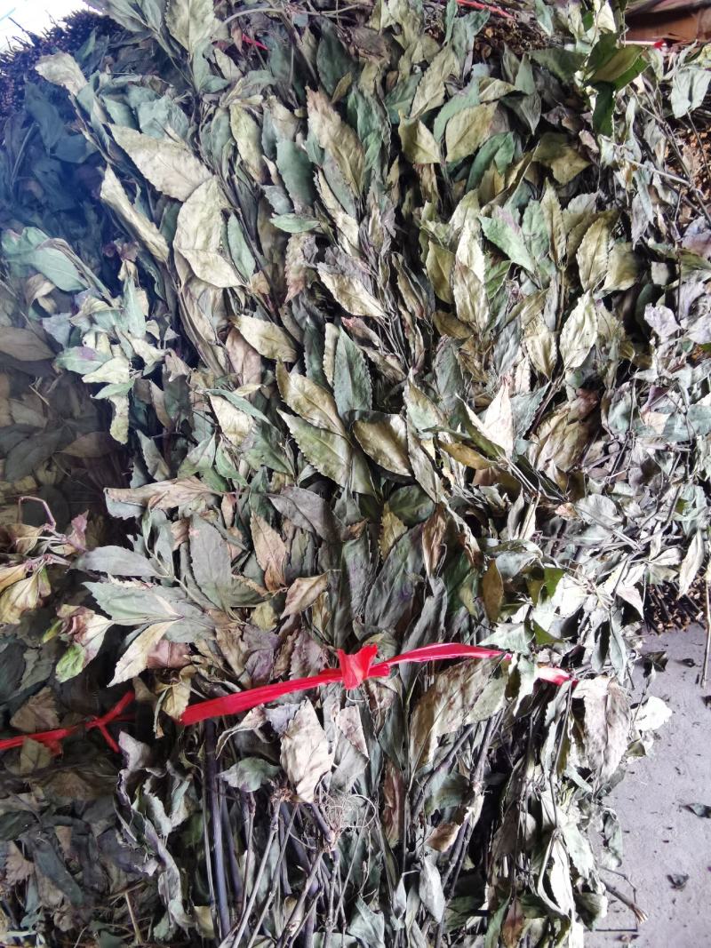 福建野生中草药草珊瑚，九节茶，肿节风干货鲜货大量长期供应