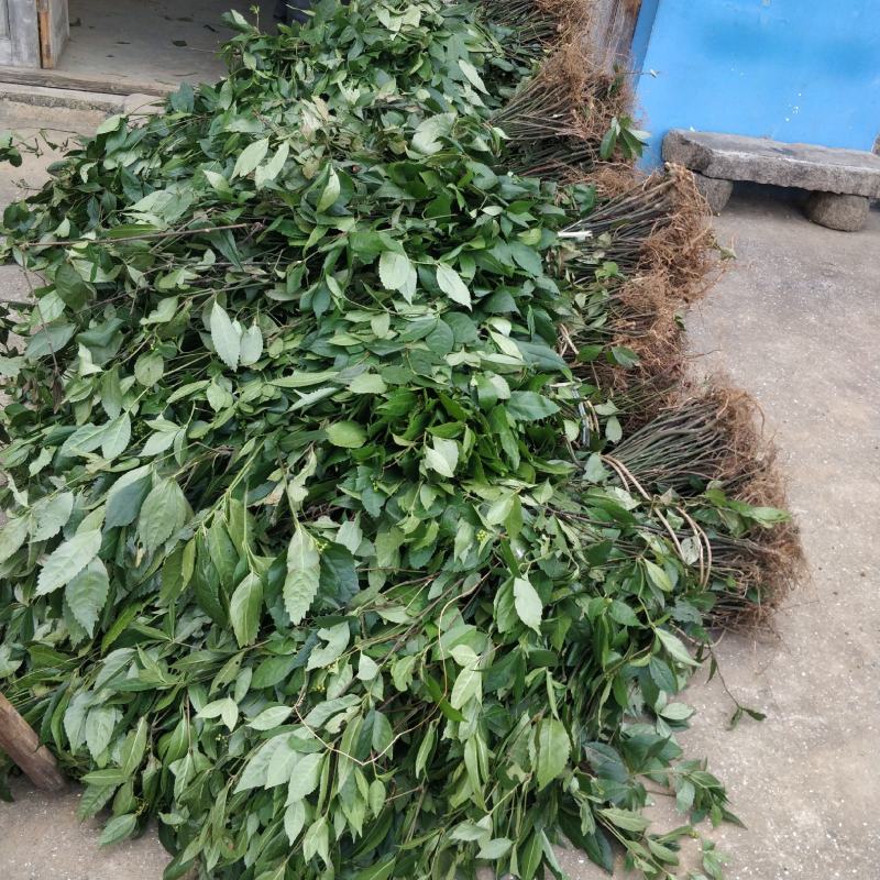 福建野生中草药草珊瑚，九节茶，肿节风干货鲜货大量长期供应