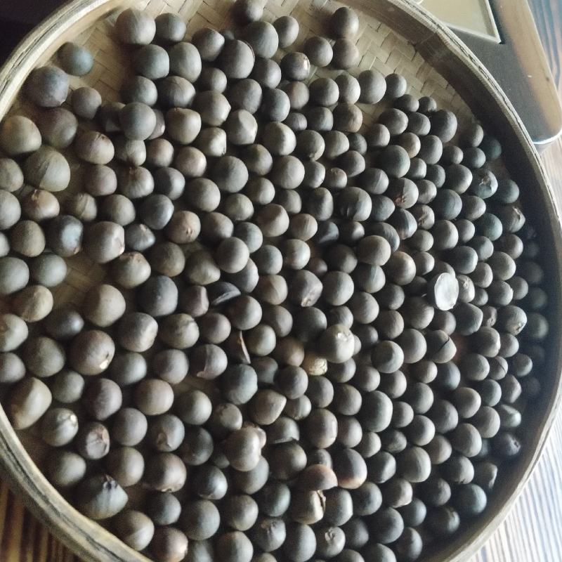 福鼎白茶茶叶茶籽茶果种植种子百分百发芽