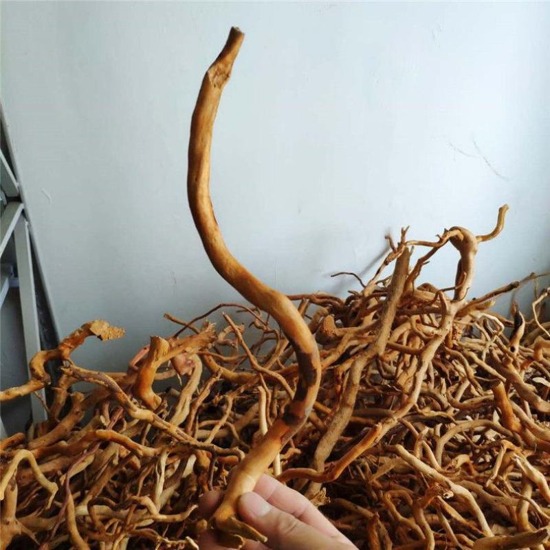 紫杜鹃，产地直供道地药材，药典标准支持线上交易保障