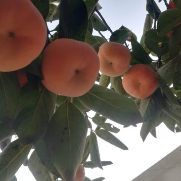 阳丰甜柿子树苗现挖现卖保湿发货