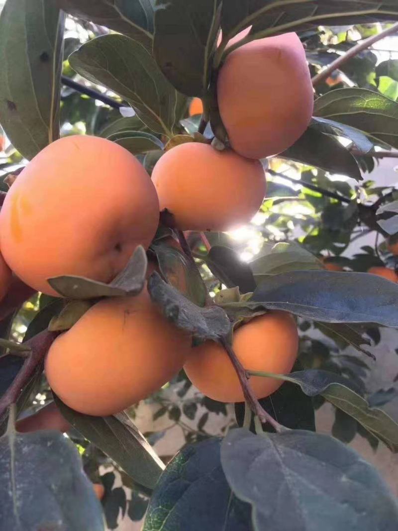 阳丰甜柿子树苗现挖现卖保湿发货