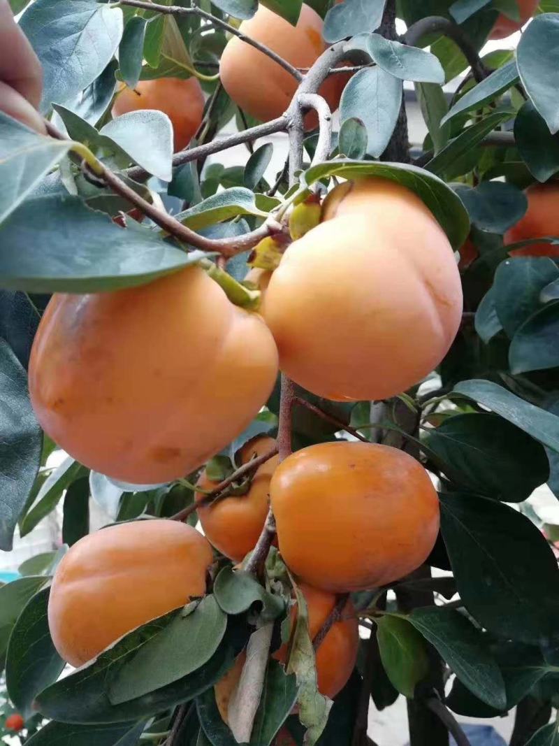 阳丰甜柿子树苗现挖现卖保湿发货