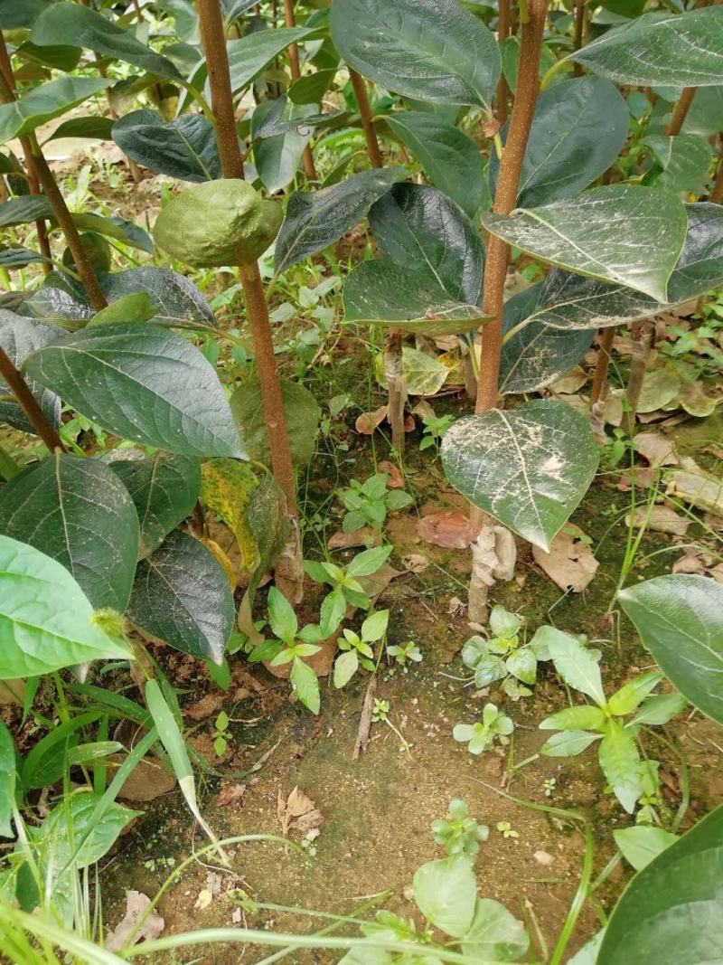 阳丰甜柿子树苗现挖现卖保湿发货