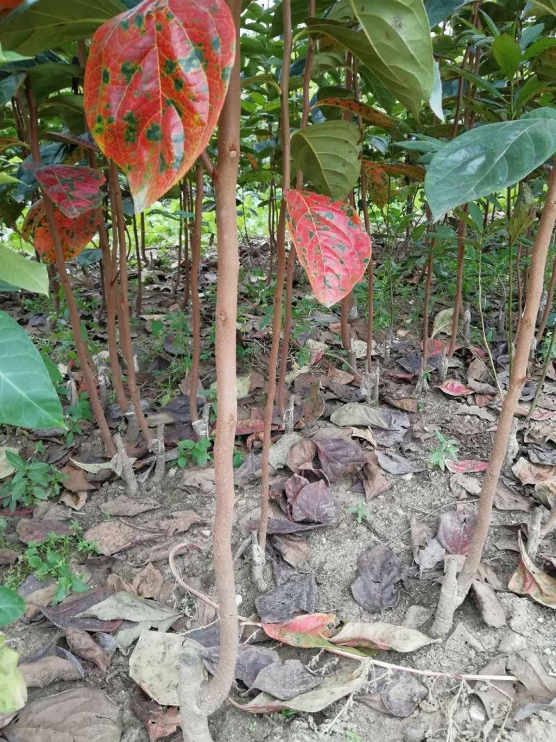 阳丰甜柿子树苗现挖现卖保湿发货