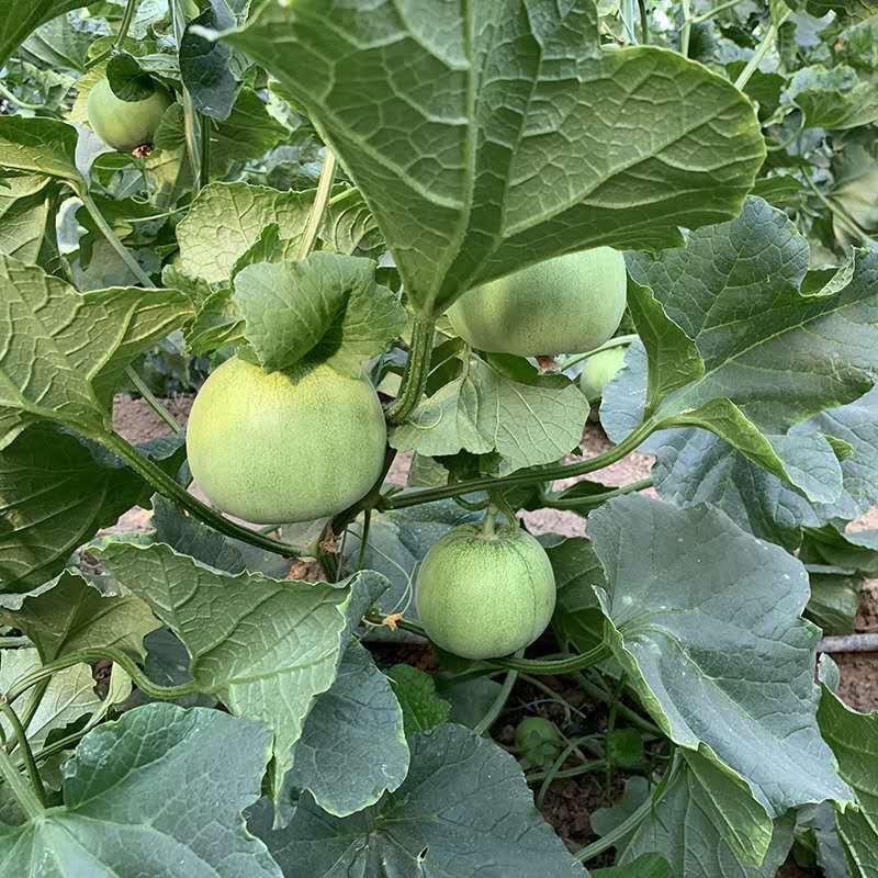 茂华甜宝甜瓜种子，耐湿耐热耐雨水，高甜多汁，含糖16.5