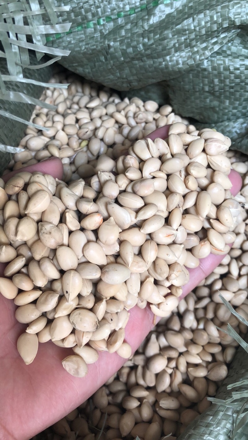 枸橘种子枳壳种子嫁接沃柑类砧木，铁篱笆围栏