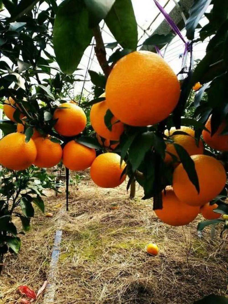 华美十四号，华美七号，由良，黄美人，红公主，无核沃柑，