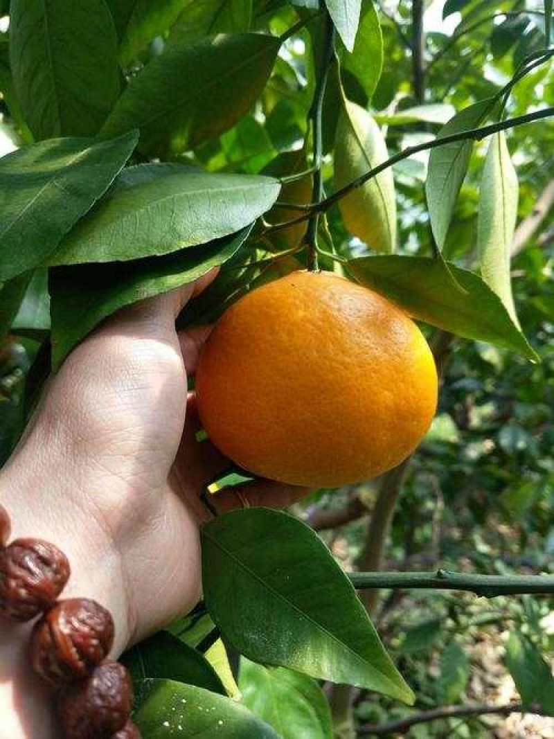 华美十四号，华美七号，由良，黄美人，红公主，无核沃柑，