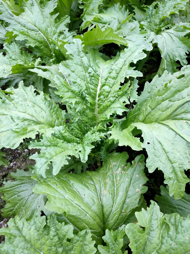 农村本地绿色青菜大量有货