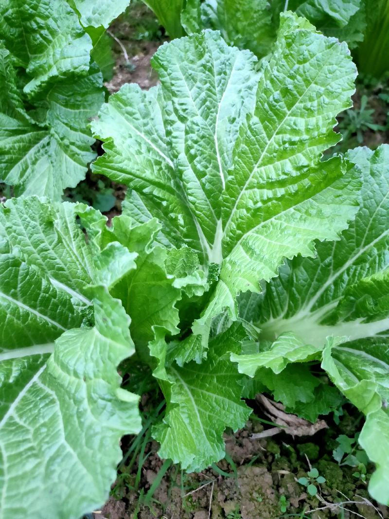 农村本地绿色青菜大量有货