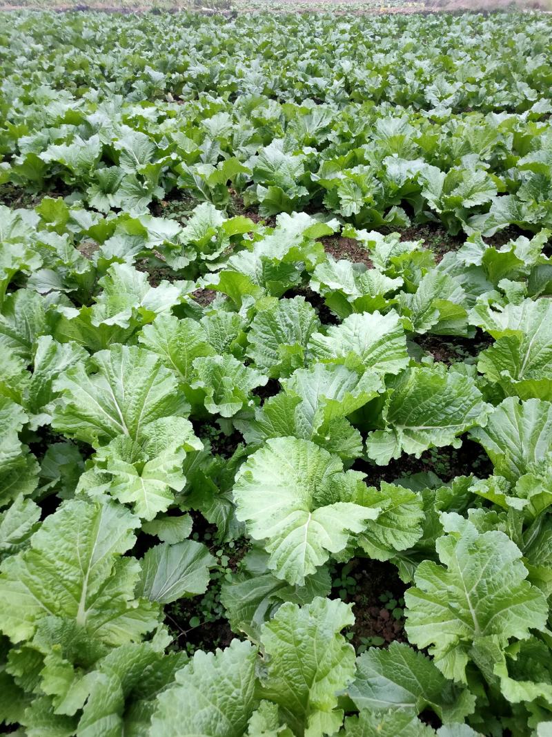 农村本地绿色青菜大量有货