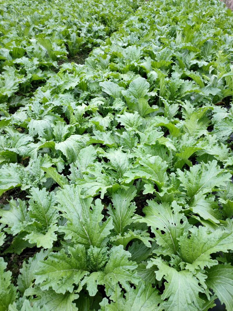 农村本地绿色青菜大量有货