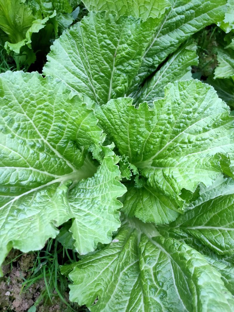 农村本地绿色青菜大量有货