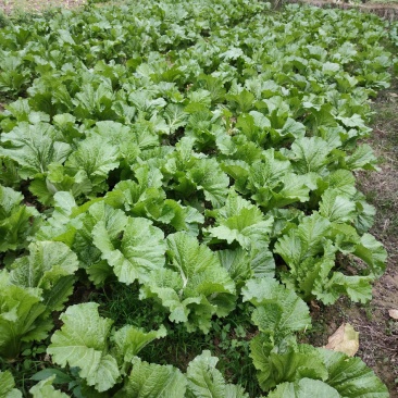 农村本地绿色青菜大量有货
