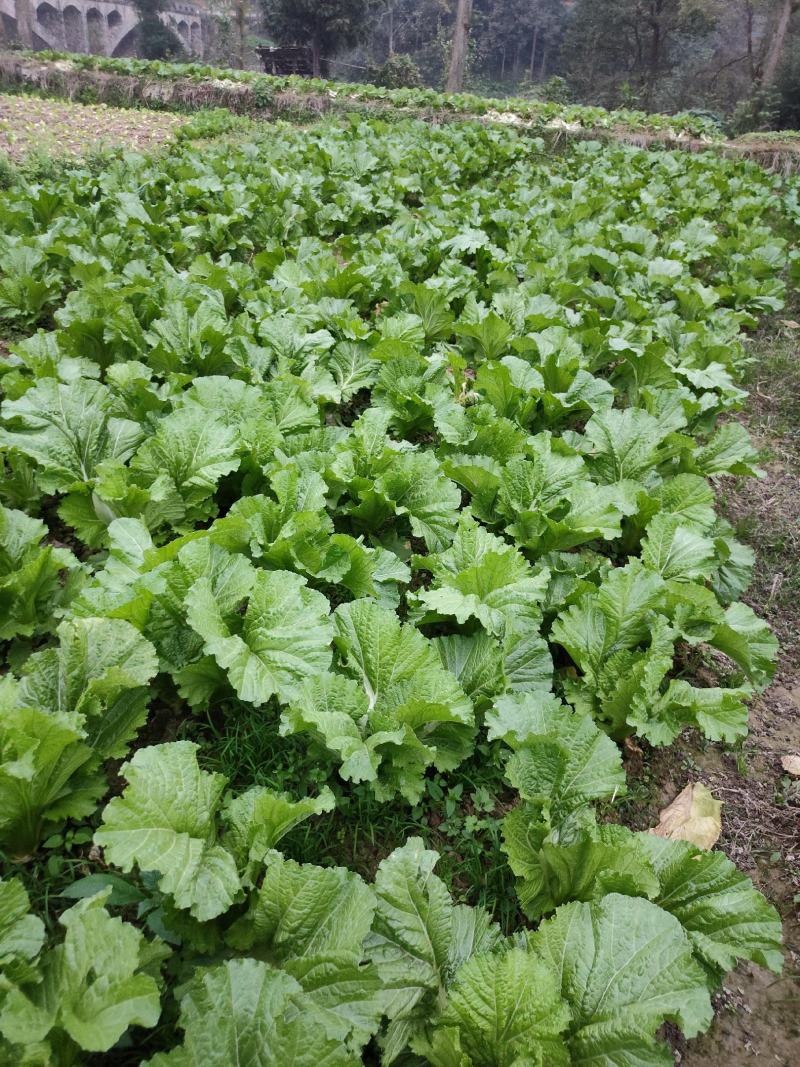 农村本地绿色青菜大量有货