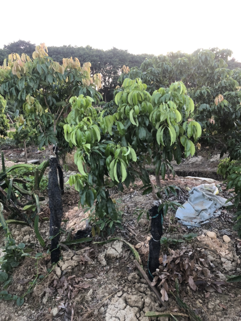 仙进奉荔枝，嫁接苗，高压圈枝苗