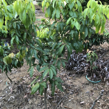 仙进奉荔枝，嫁接苗，高压圈枝苗