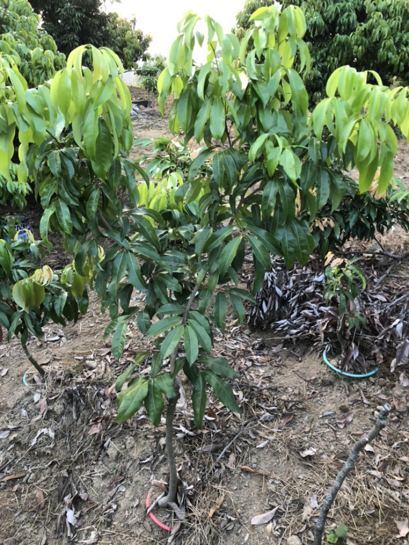 仙进奉荔枝，嫁接苗，高压圈枝苗