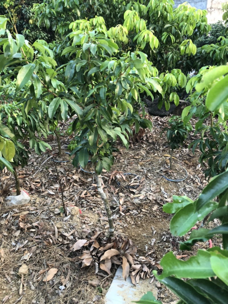 仙进奉荔枝，嫁接苗，高压圈枝苗