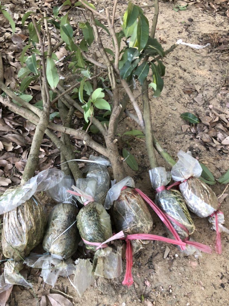 仙进奉荔枝，嫁接苗，高压圈枝苗