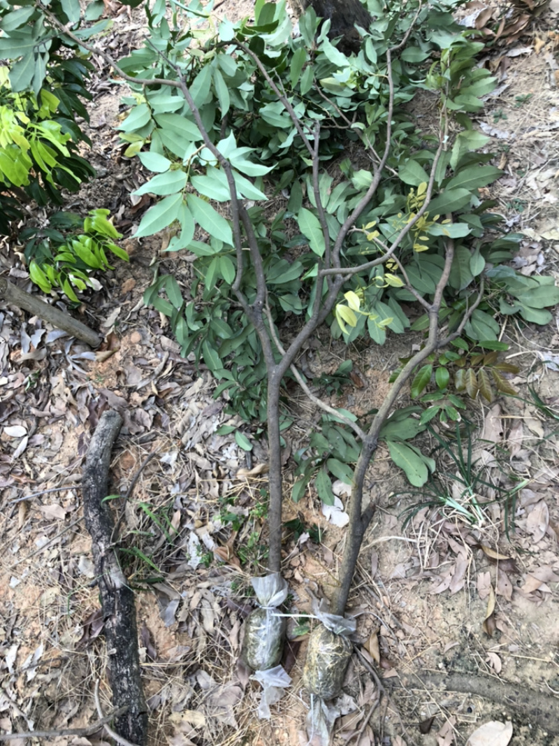 仙进奉荔枝，嫁接苗，高压圈枝苗