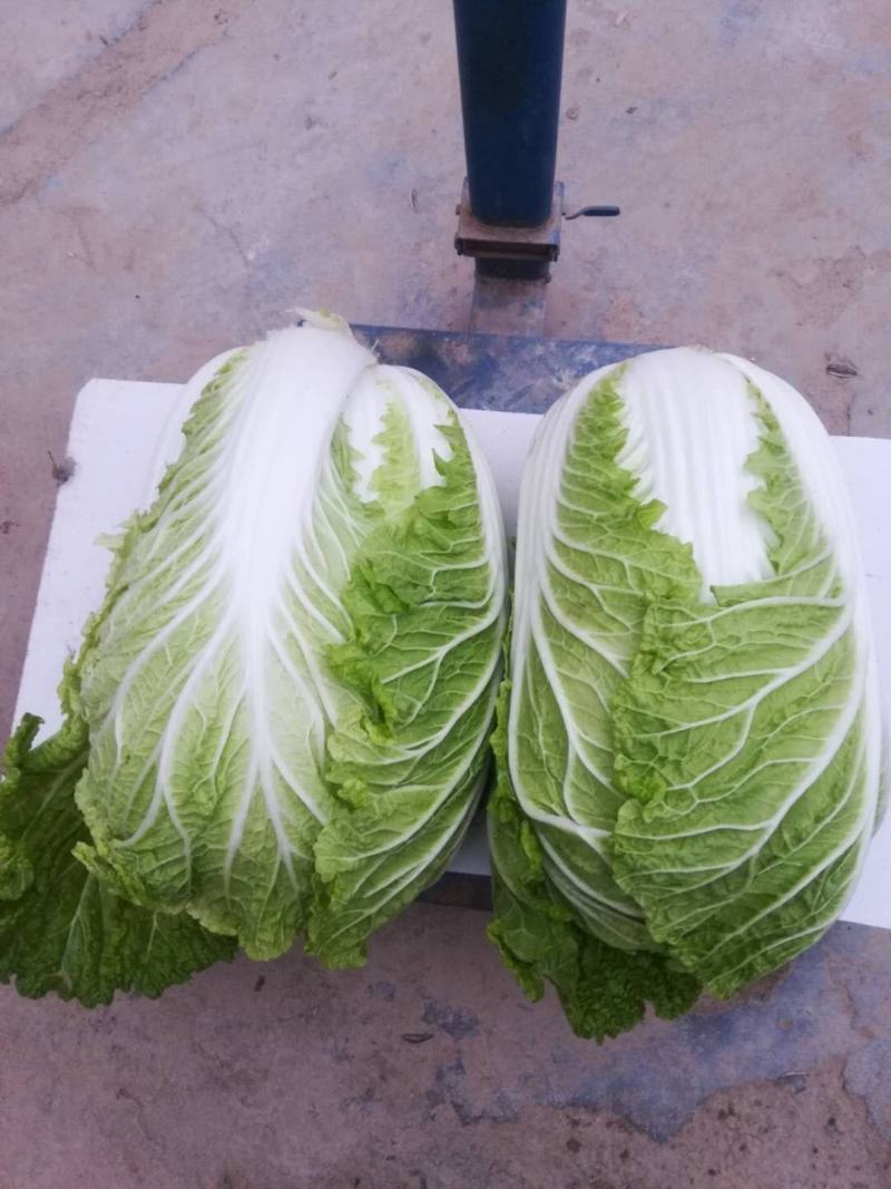 黄心白菜精品青杂三号白菜货源稳定代发全国