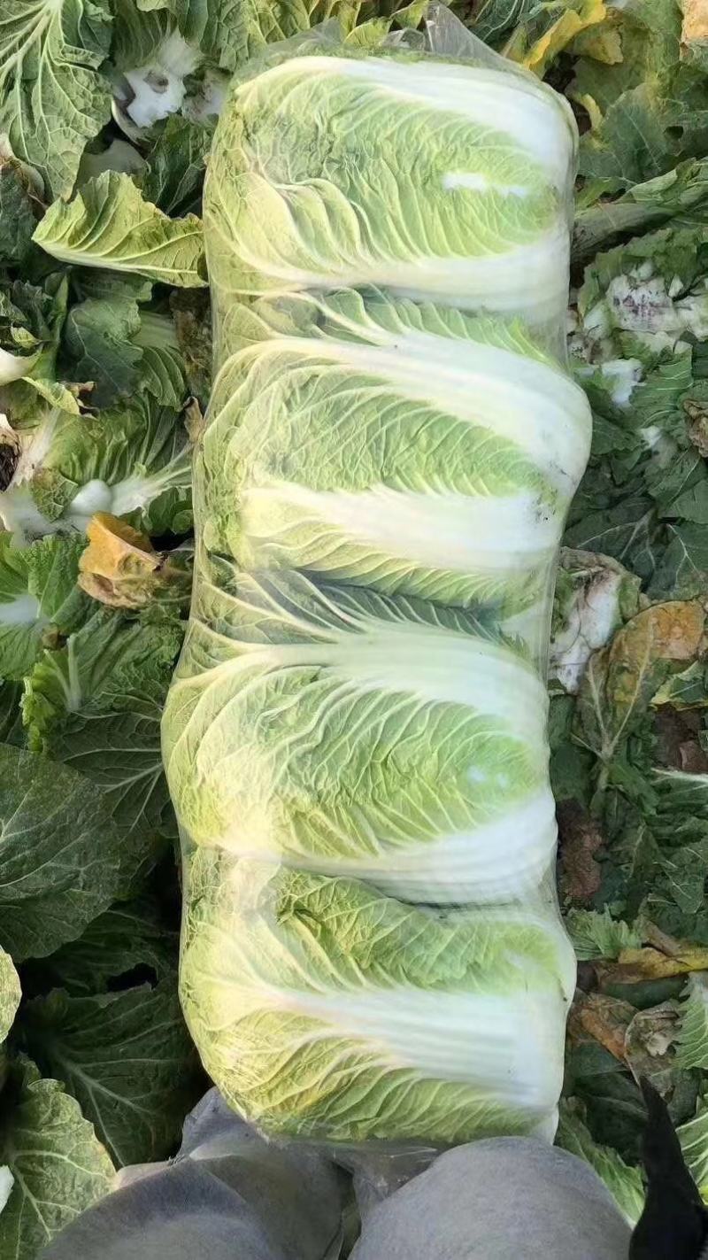 黄心白菜精品青杂三号白菜货源稳定代发全国