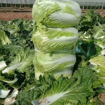 黄心白菜精品青杂三号白菜货源稳定代发全国