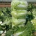黄心白菜精品青杂三号白菜货源稳定代发全国