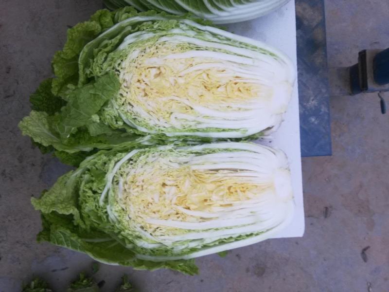 黄心白菜精品青杂三号白菜货源稳定代发全国