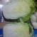 黄心白菜精品青杂三号白菜货源稳定代发全国