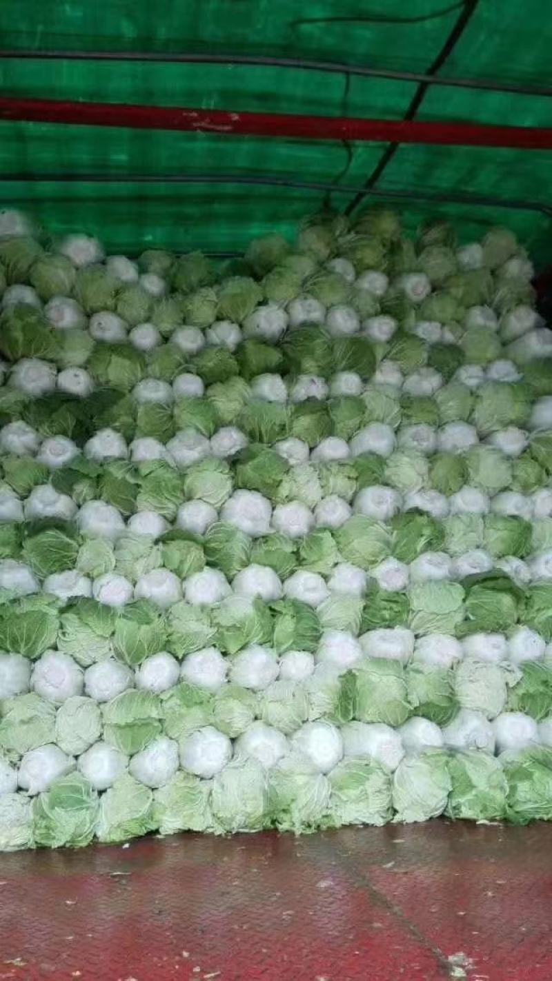 黄心白菜精品青杂三号白菜货源稳定代发全国