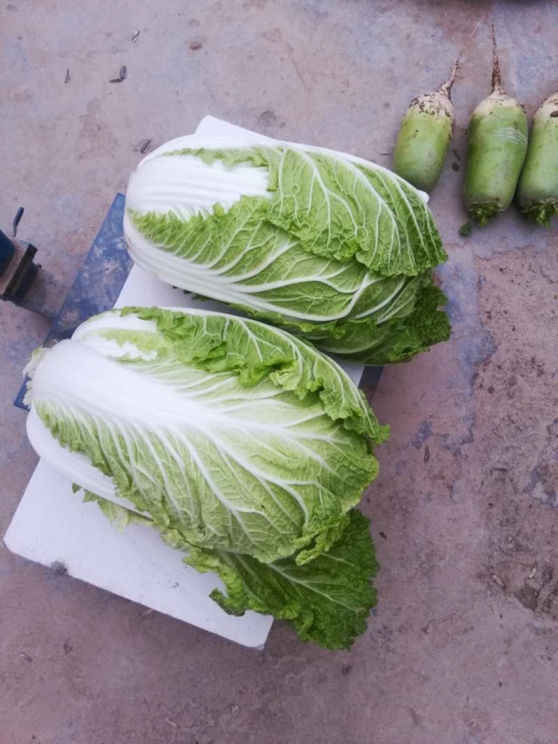 黄心白菜精品青杂三号白菜货源稳定代发全国