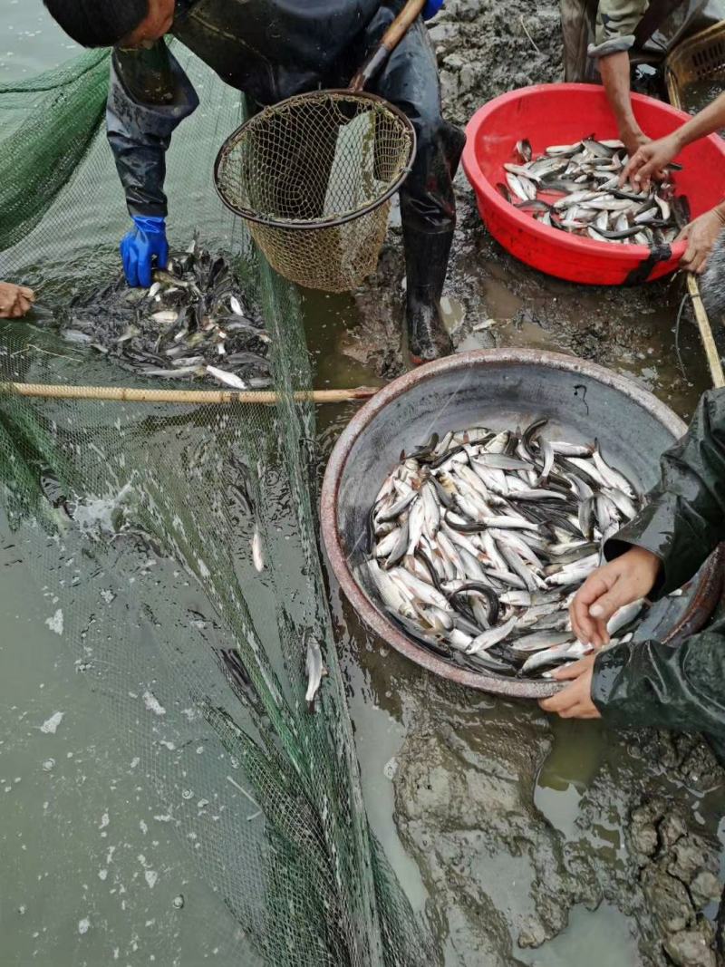 鲮鱼湖北黄冈大别山区红眼鱼新鲜
