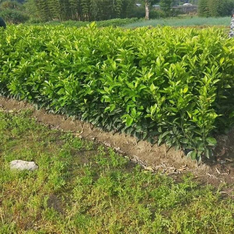 黄美人柑橘苗，爱媛68.甜度高，晚熟品种，基地直供，