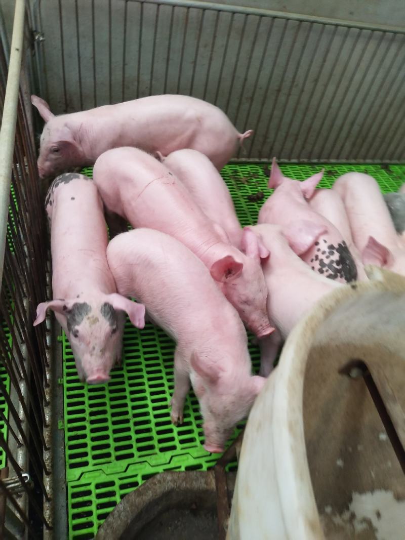 重庆仔猪苗及育肥，大型猪厂出猪品种齐全，包成活率包运输