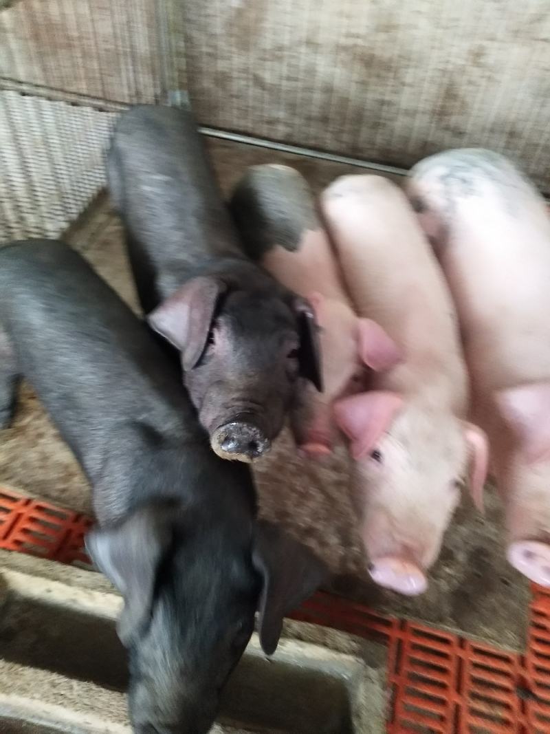 重庆仔猪苗及育肥，大型猪厂出猪品种齐全，包成活率包运输