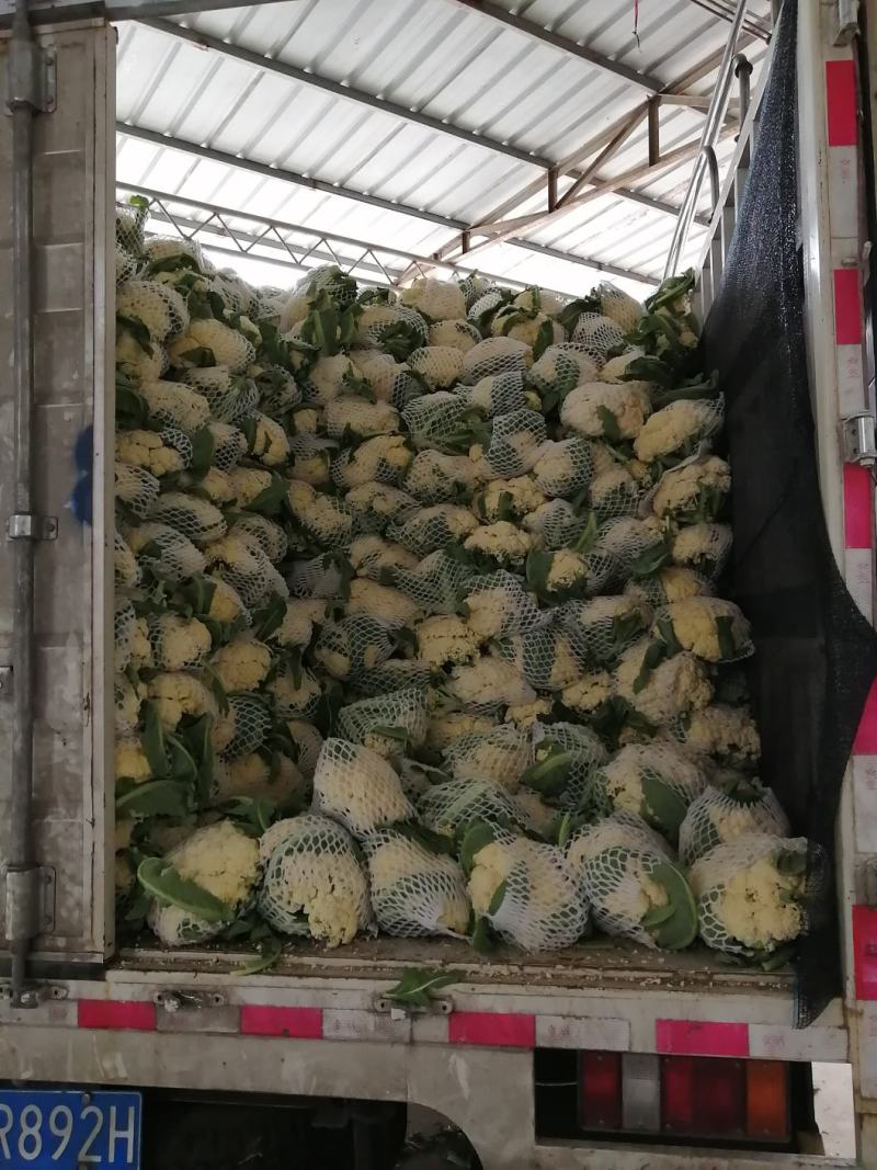 菜花，精品有机散花菜，产地直供，货源充足，质优价廉