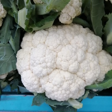 菜花，精品有机散花菜，产地直供，货源充足，质优价廉