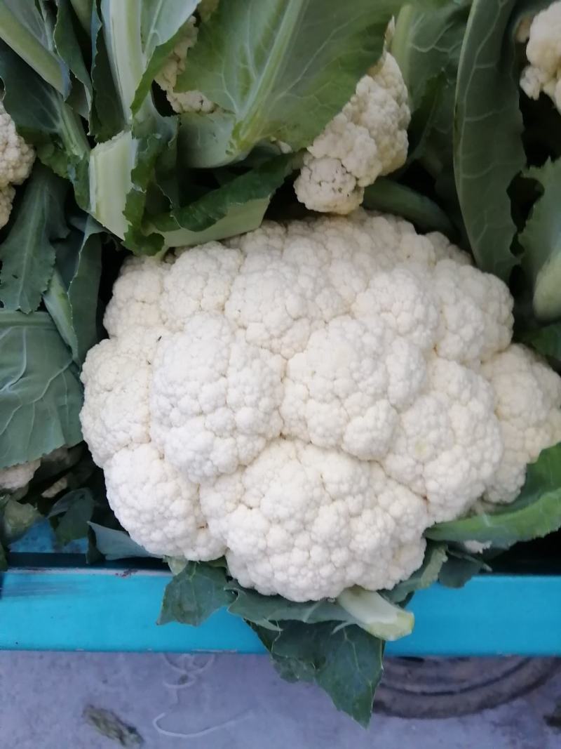 菜花，精品有机散花菜，产地直供，货源充足，质优价廉