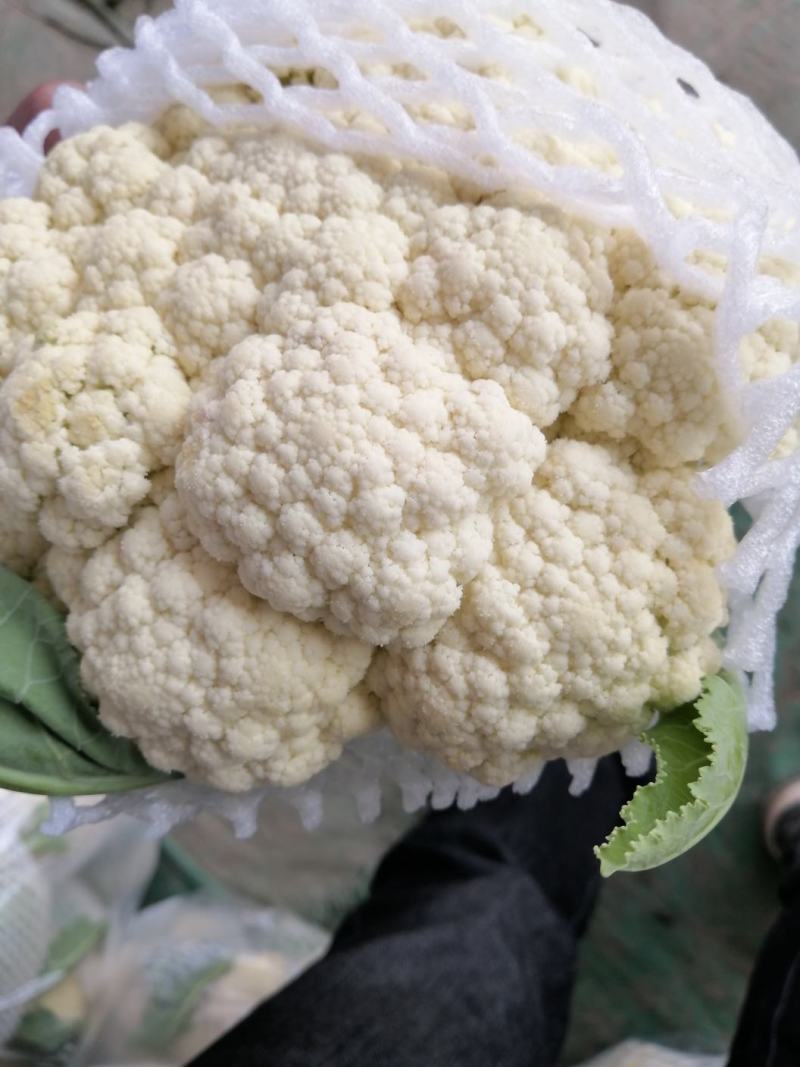 菜花，精品有机散花菜，产地直供，货源充足，质优价廉