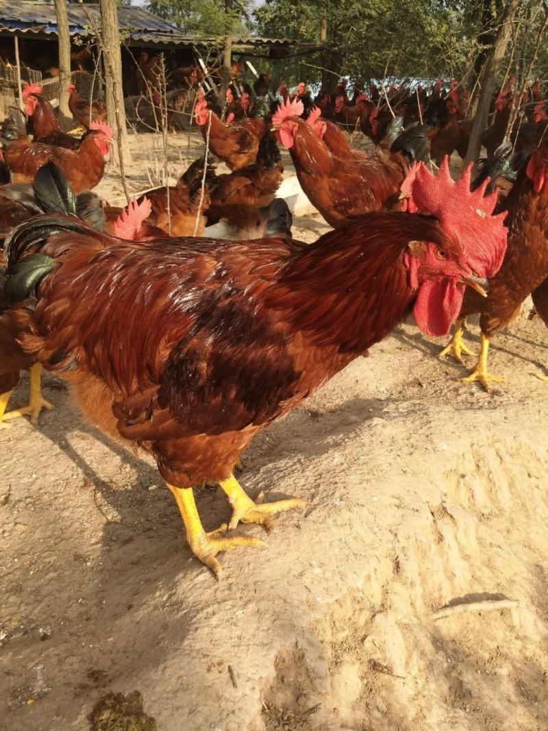 【土鸡蛋】“陇桥绿”正宗纯粮食林下散养土鸡，土鸡蛋，