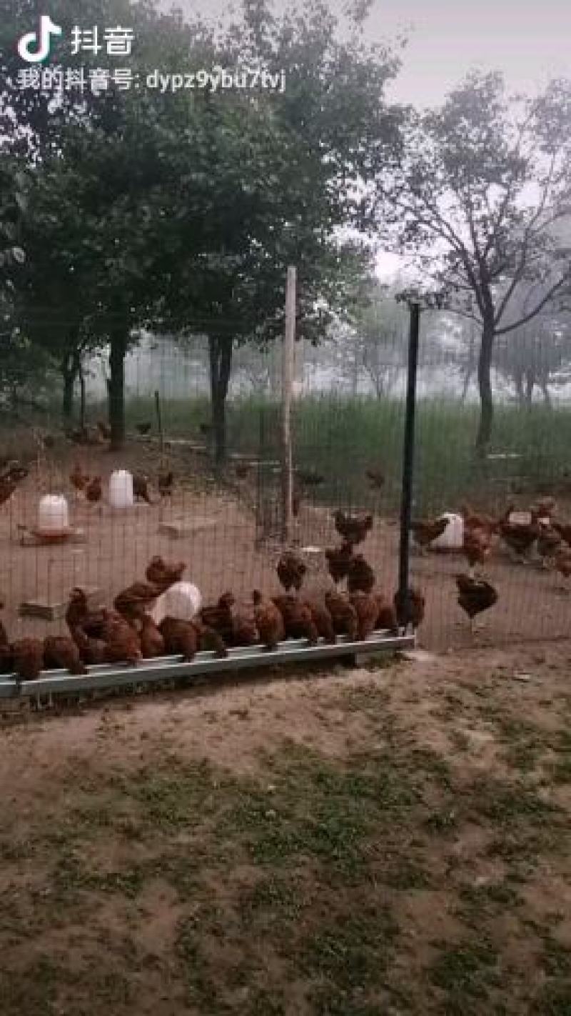 【土鸡蛋】“陇桥绿”正宗纯粮食林下散养土鸡，土鸡蛋，
