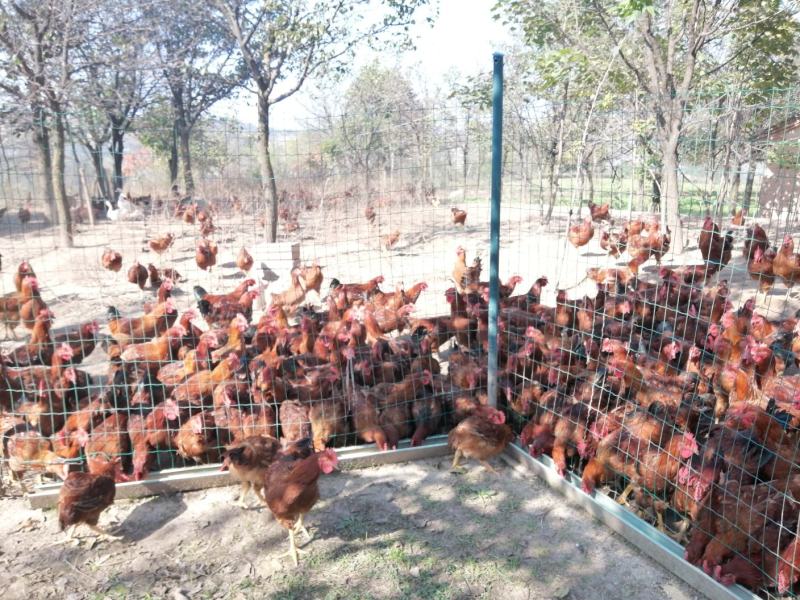 【土鸡蛋】“陇桥绿”正宗纯粮食林下散养土鸡，土鸡蛋，