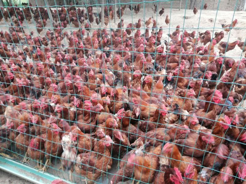 【土鸡蛋】“陇桥绿”正宗纯粮食林下散养土鸡，土鸡蛋，