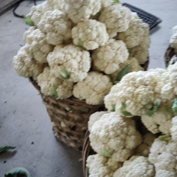 精品花菜//**超市及出口