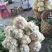 精品花菜//**超市及出口