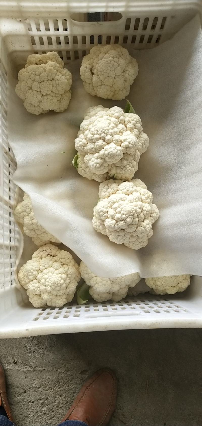 精品花菜//**超市及出口