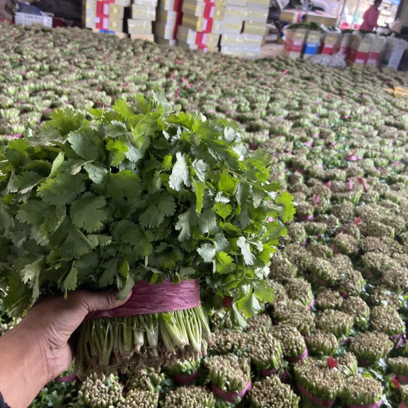 精品香菜🔥🔥🔥大量上市有需要的老板联系！
